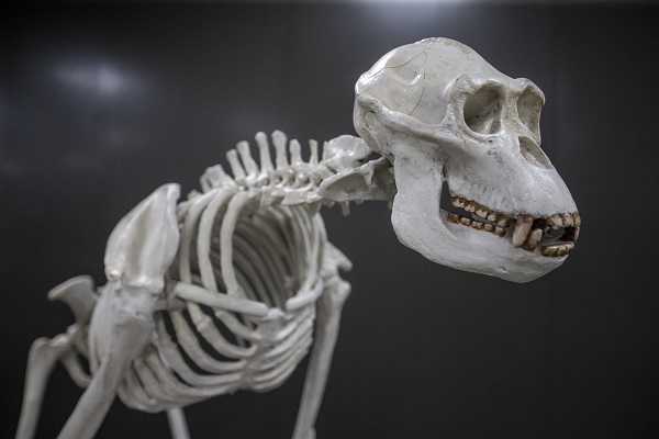 Foto - 60 yılda toplandı şimdi sergilenecek