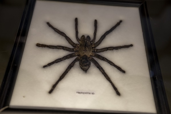 Foto - 60 yılda toplandı şimdi sergilenecek