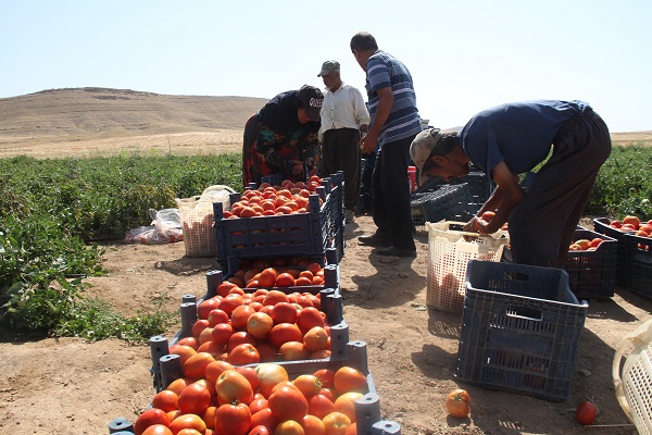 Foto - 600 kişiye istihdam, yurt dışına ihracat! Geçen sene kiraladı ama sonuç harika