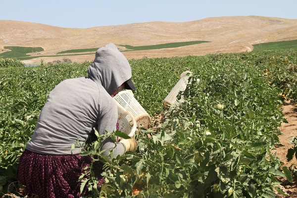 Foto - 600 kişiye istihdam, yurt dışına ihracat! Geçen sene kiraladı ama sonuç harika