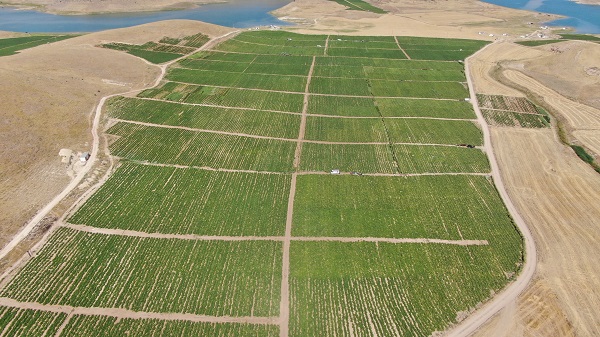 Foto - 600 kişiye istihdam, yurt dışına ihracat! Geçen sene kiraladı ama sonuç harika