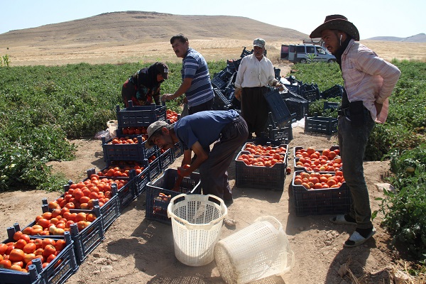 Foto - 600 kişiye istihdam, yurt dışına ihracat! Geçen sene kiraladı ama sonuç harika