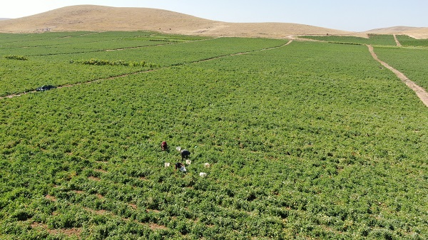 Foto - 600 kişiye istihdam, yurt dışına ihracat! Geçen sene kiraladı ama sonuç harika