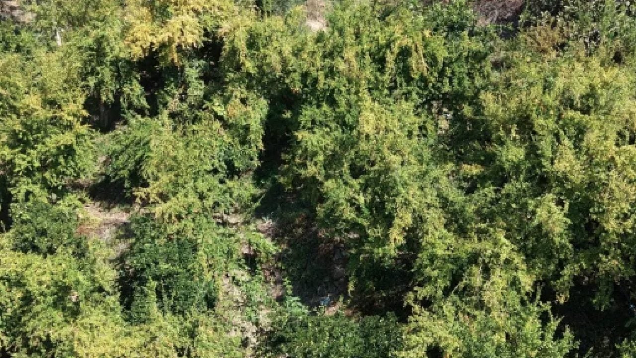 Foto - 600 rakımda, sarp arazilerde üstelik: Kilosu 70 TL'den alıcı buluyor