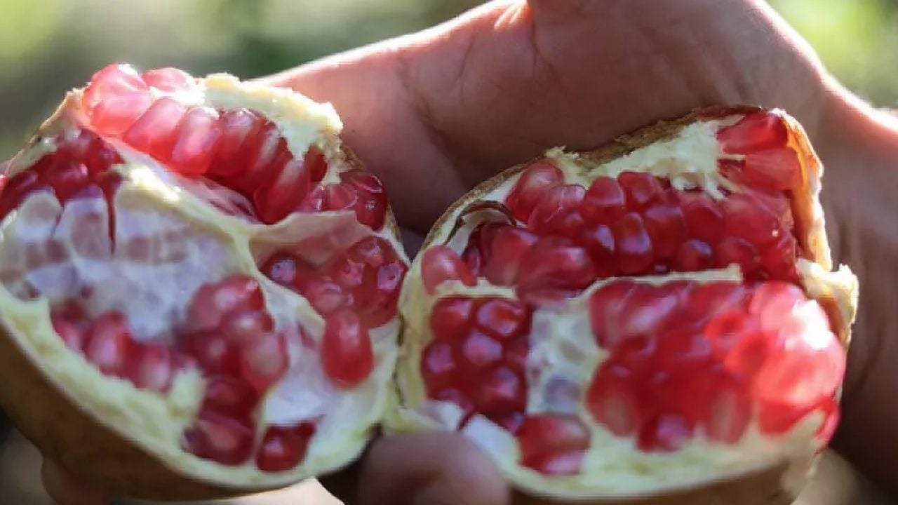600 rakımda, sarp arazilerde üstelik: Kilosu 70 TL'den alıcı buluyor