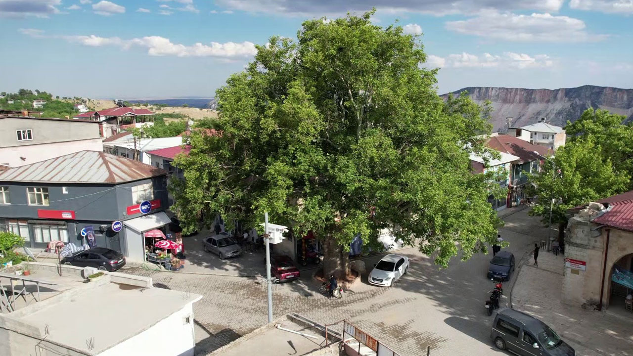 Foto - 600 yıldır ayakta! Tut’un kalbinde yaşayan çınar