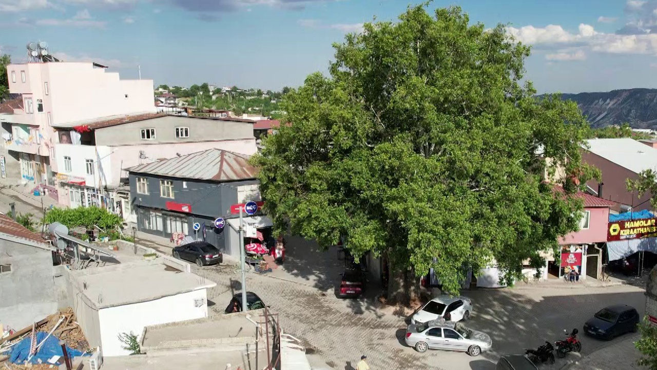 600 yıldır ayakta! Tut’un kalbinde yaşayan çınar