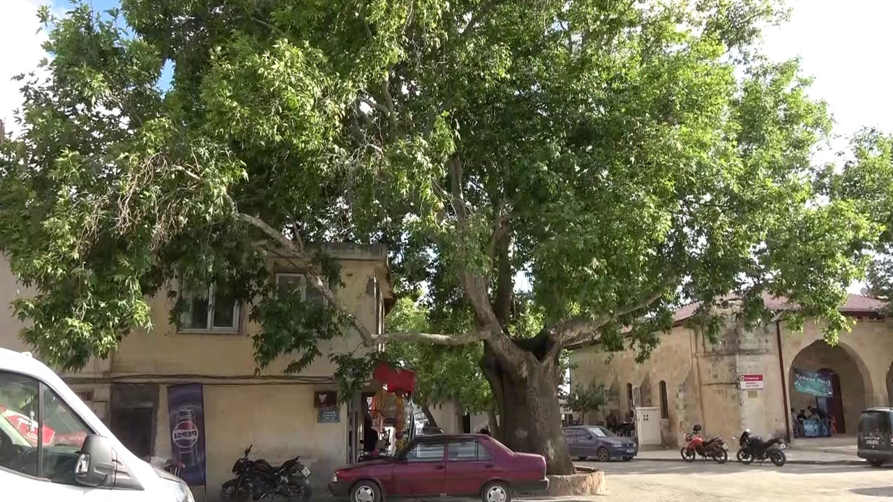 Foto - 600 yıldır ayakta! Tut’un kalbinde yaşayan çınar