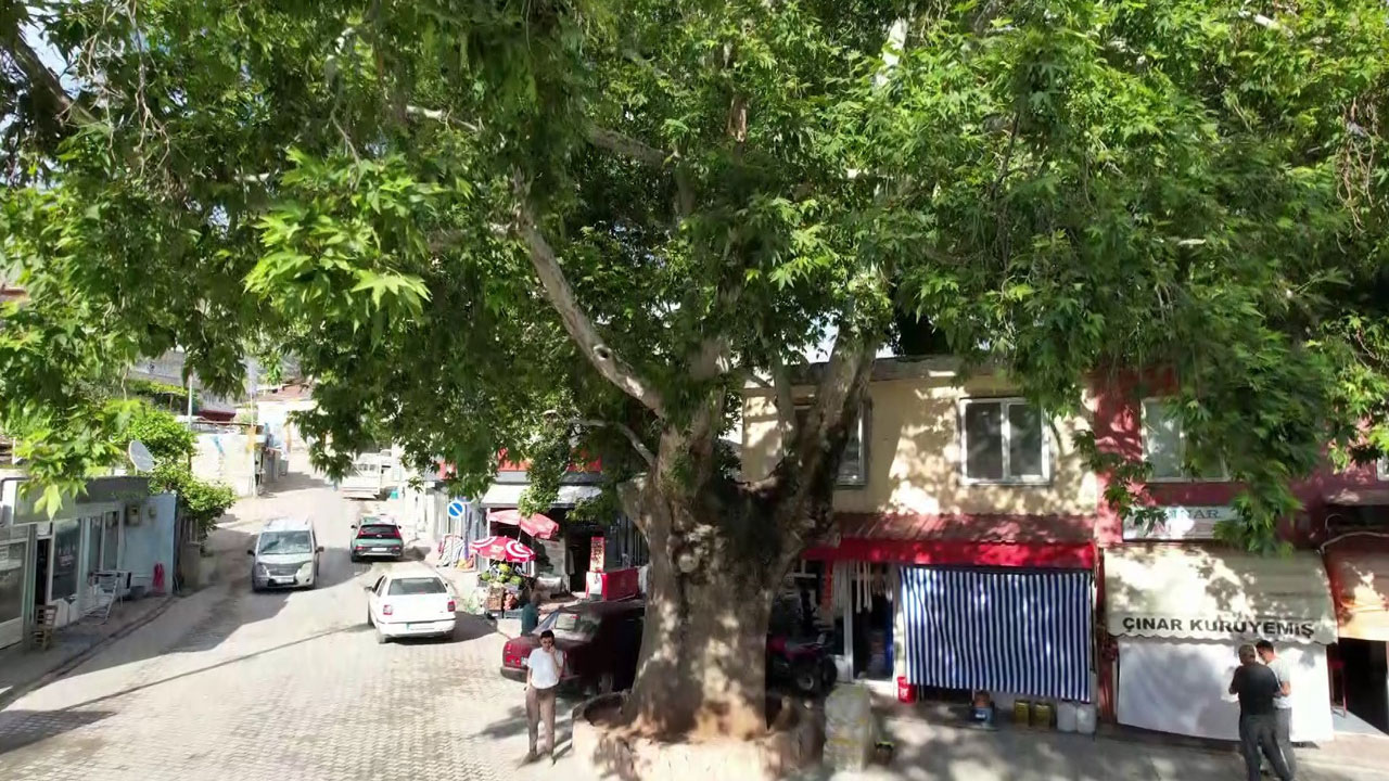 Foto - 600 yıldır ayakta! Tut’un kalbinde yaşayan çınar