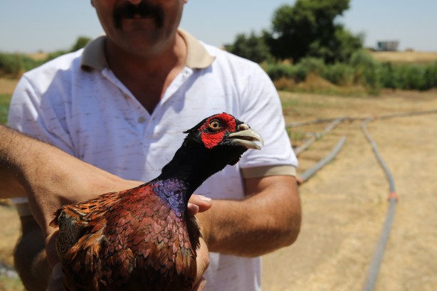 Foto - 600’ü de doğaya salındı! Güneydoğu için önemli karar