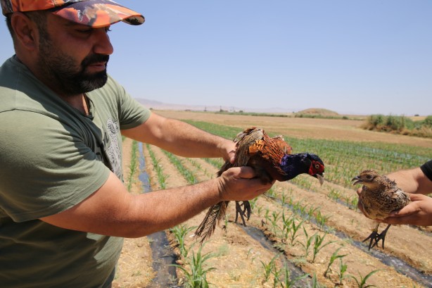 Foto - 600’ü de doğaya salındı! Güneydoğu için önemli karar