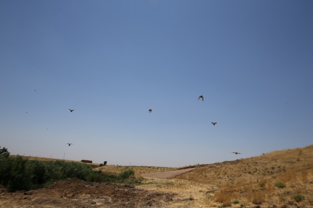 Foto - 600’ü de doğaya salındı! Güneydoğu için önemli karar