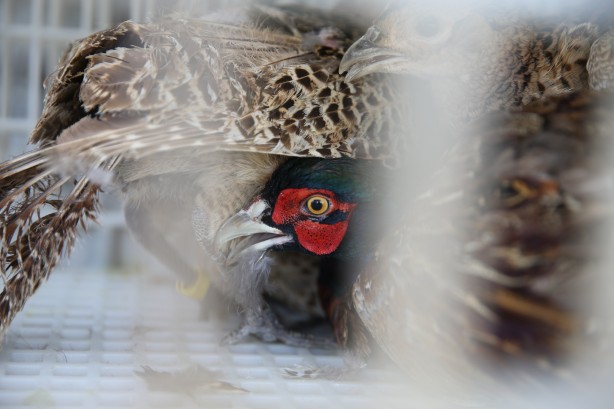 600’ü de doğaya salındı! Güneydoğu için önemli karar