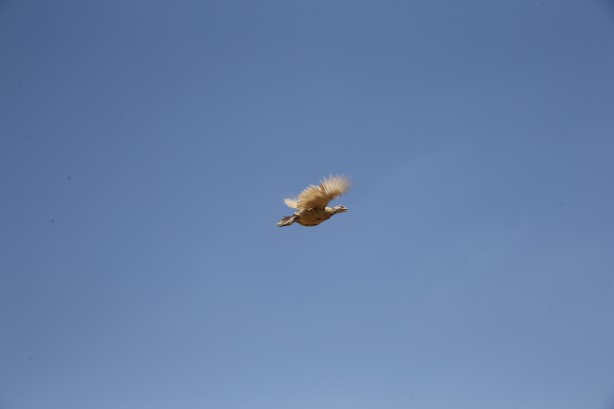 Foto - 600’ü de doğaya salındı! Güneydoğu için önemli karar