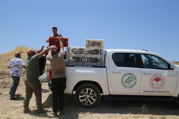 Foto - 600’ü de doğaya salındı! Güneydoğu için önemli karar