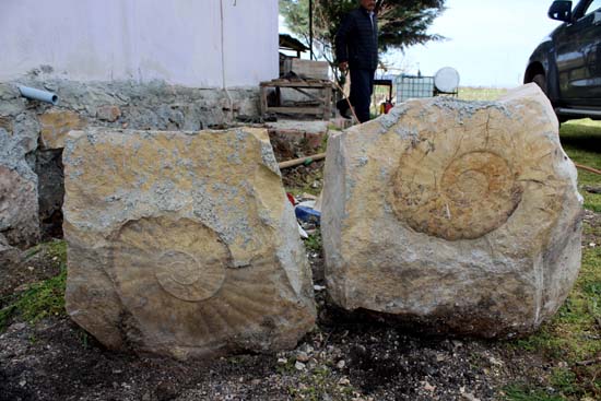 Foto - 65 milyon yıllık salyangoz fosili, evin duvarından söküldü