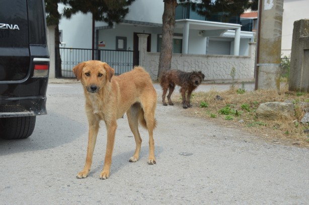 Foto - 65 yaşındaki adam çocuk parkında köpek saldırısına uğradı