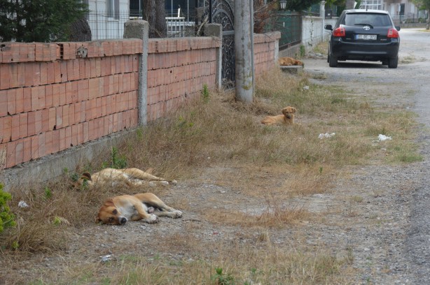 Foto - 65 yaşındaki adam çocuk parkında köpek saldırısına uğradı