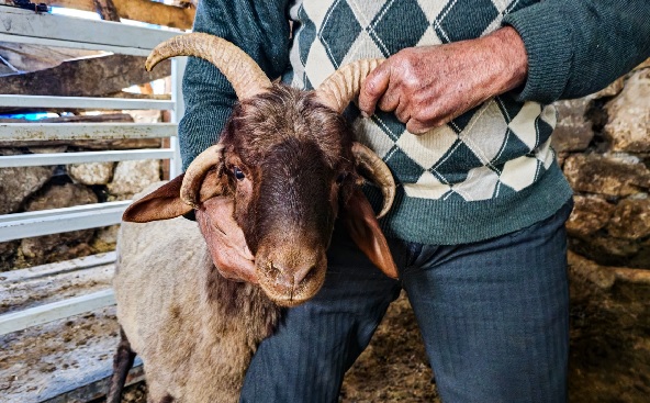Foto - 68 yıldır bu işi yapıyor daha önce görmedi! Sevimli koçu görenler şaşkına dönüyor