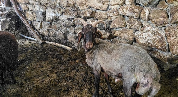 Foto - 68 yıldır bu işi yapıyor daha önce görmedi! Sevimli koçu görenler şaşkına dönüyor