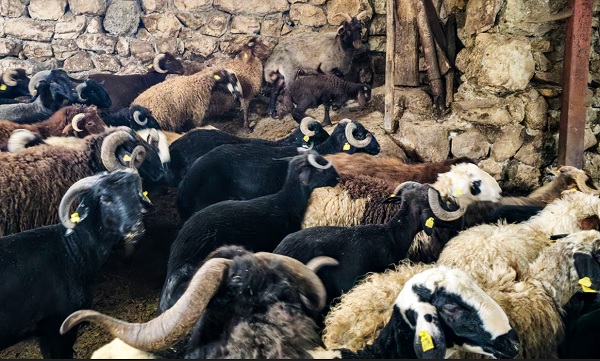 Foto - 68 yıldır bu işi yapıyor daha önce görmedi! Sevimli koçu görenler şaşkına dönüyor