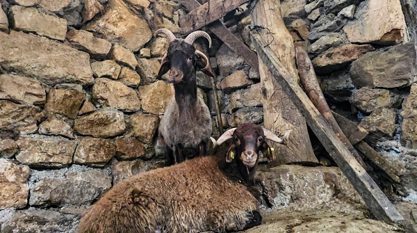 Foto - 68 yıldır bu işi yapıyor daha önce görmedi! Sevimli koçu görenler şaşkına dönüyor