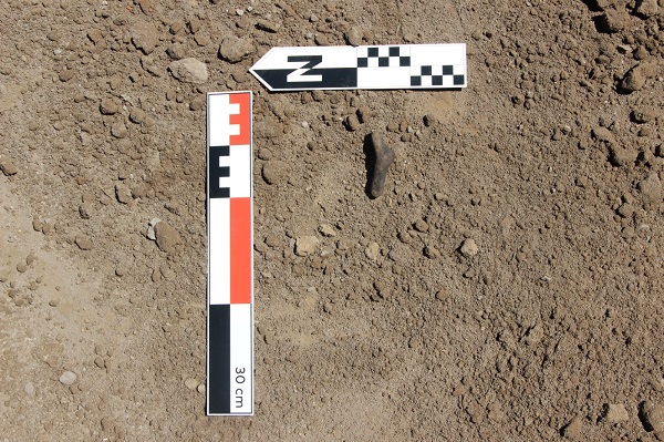 Foto - 7 bin yıllık! Pulur Höyük'te önemli keşif