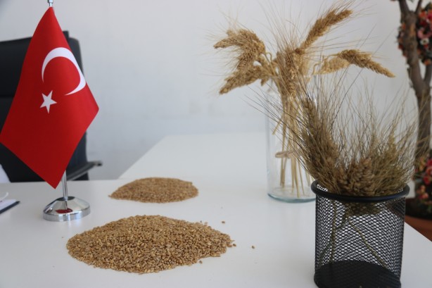 Foto - 7 bin yıllık tohumu bahçesine dikti! Aldığı sonuç Türkiye'yi ayağa kaldırdı