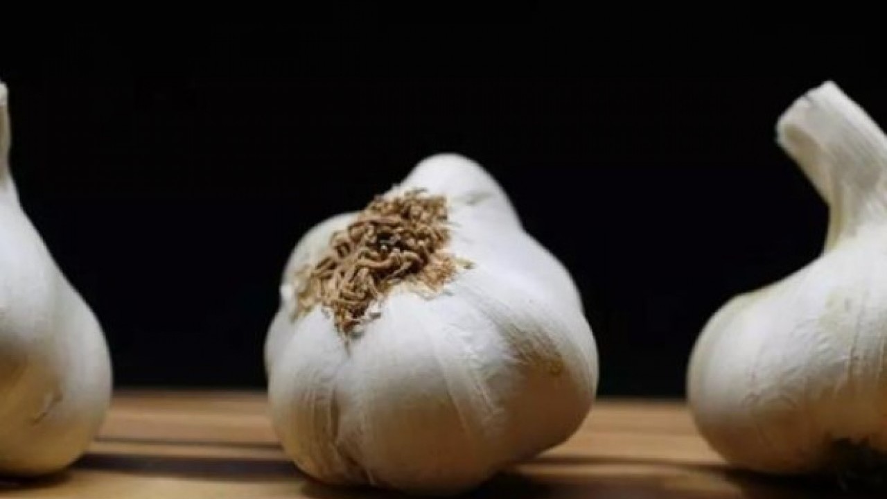 7 gün boyunca tüketirseniz bakın ne oluyor! Ballı sarımsağın vücuda faydaları açıklandı
