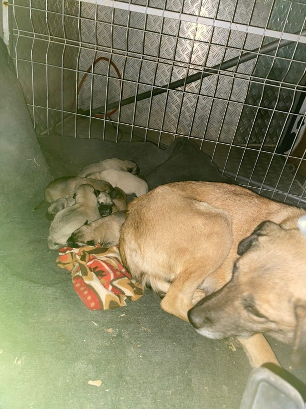 7 yavrusu ile donmak üzere olan anne köpeği belediye kurtardı!