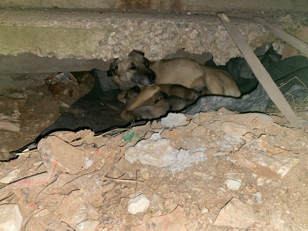 Foto - 7 yavrusu ile donmak üzere olan anne köpeği belediye kurtardı!