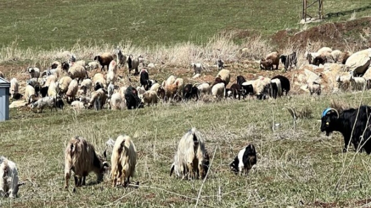 Foto - 70 bin TL maaşla çalışacak bulamadı! Komşu ülkeden çoban getirdi