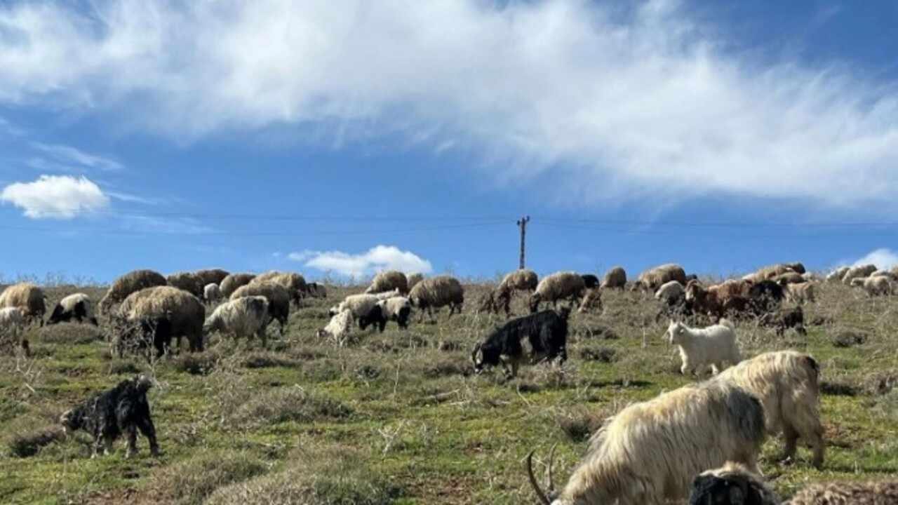 Foto - 70 bin TL maaşla çalışacak bulamadı! Komşu ülkeden çoban getirdi