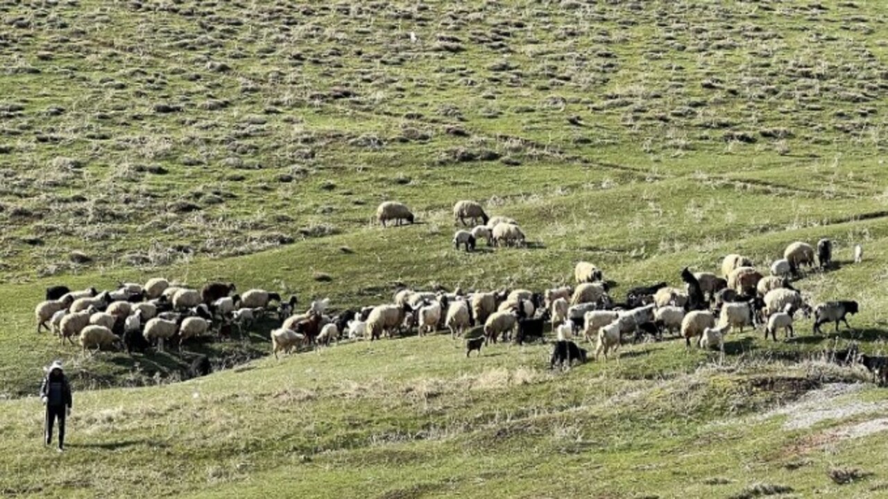 Foto - 70 bin TL maaşla çalışacak bulamadı! Komşu ülkeden çoban getirdi