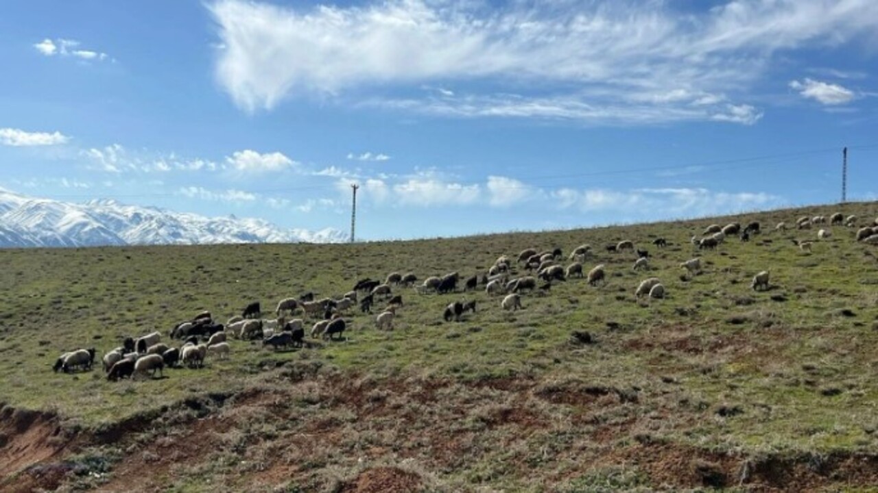 70 bin TL maaşla çalışacak bulamadı! Komşu ülkeden çoban getirdi
