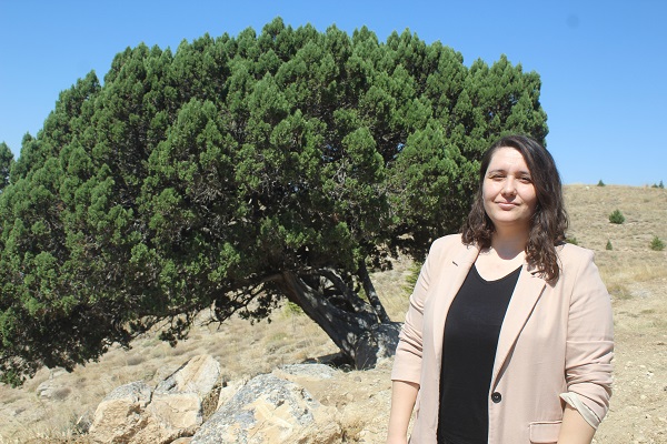 Foto - 700 yaşındaki ağaç tescillendi