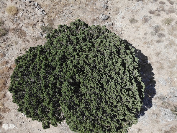 Foto - 700 yaşındaki ağaç tescillendi