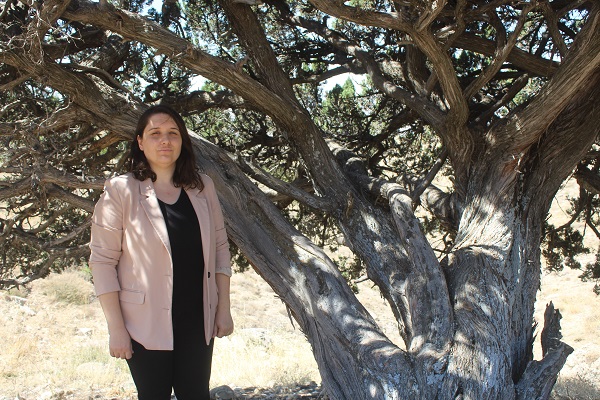 Foto - 700 yaşındaki ağaç tescillendi