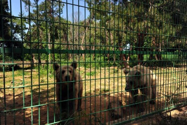Foto - 73 bozayı, yaz ayları için hazırlanan özel programla besleniyor