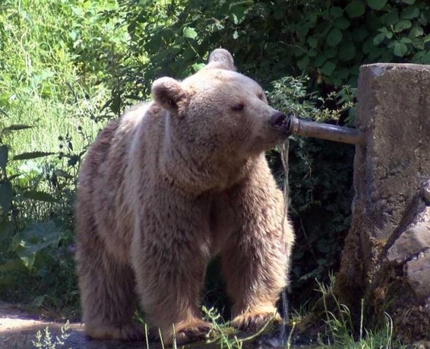 Foto - 73 bozayı, yaz ayları için hazırlanan özel programla besleniyor