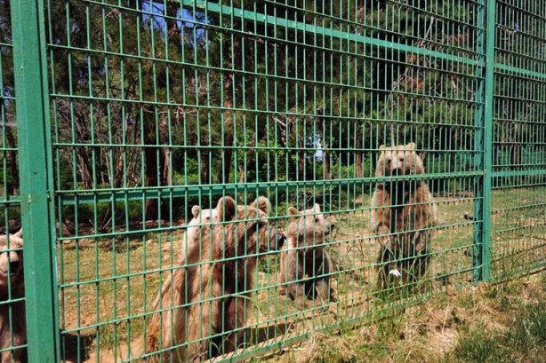 Foto - 73 bozayı, yaz ayları için hazırlanan özel programla besleniyor