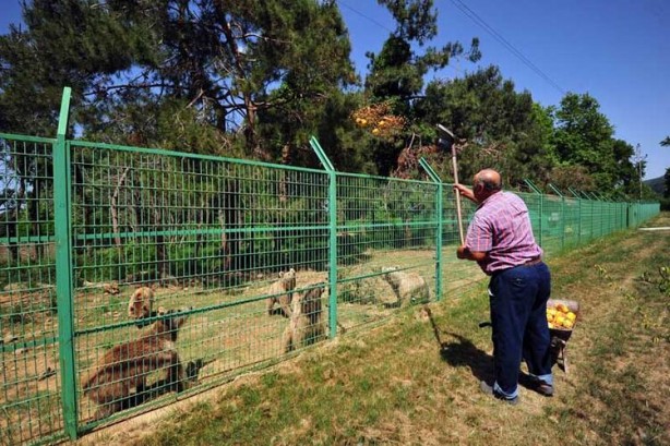 Foto - 73 bozayı, yaz ayları için hazırlanan özel programla besleniyor