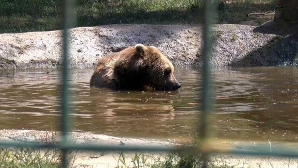 Foto - 73 bozayı, yaz ayları için hazırlanan özel programla besleniyor