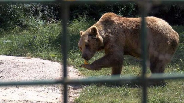 Foto - 73 bozayı, yaz ayları için hazırlanan özel programla besleniyor
