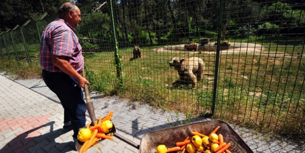 73 bozayı, yaz ayları için hazırlanan özel programla besleniyor