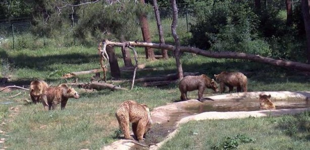 Foto - 73 bozayı, yaz ayları için hazırlanan özel programla besleniyor