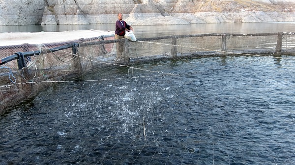 Foto - 75 ton üretmeye başladı! Arazisi sular altında kaldı mesleğini değiştirdi