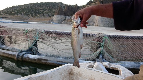 Foto - 75 ton üretmeye başladı! Arazisi sular altında kaldı mesleğini değiştirdi