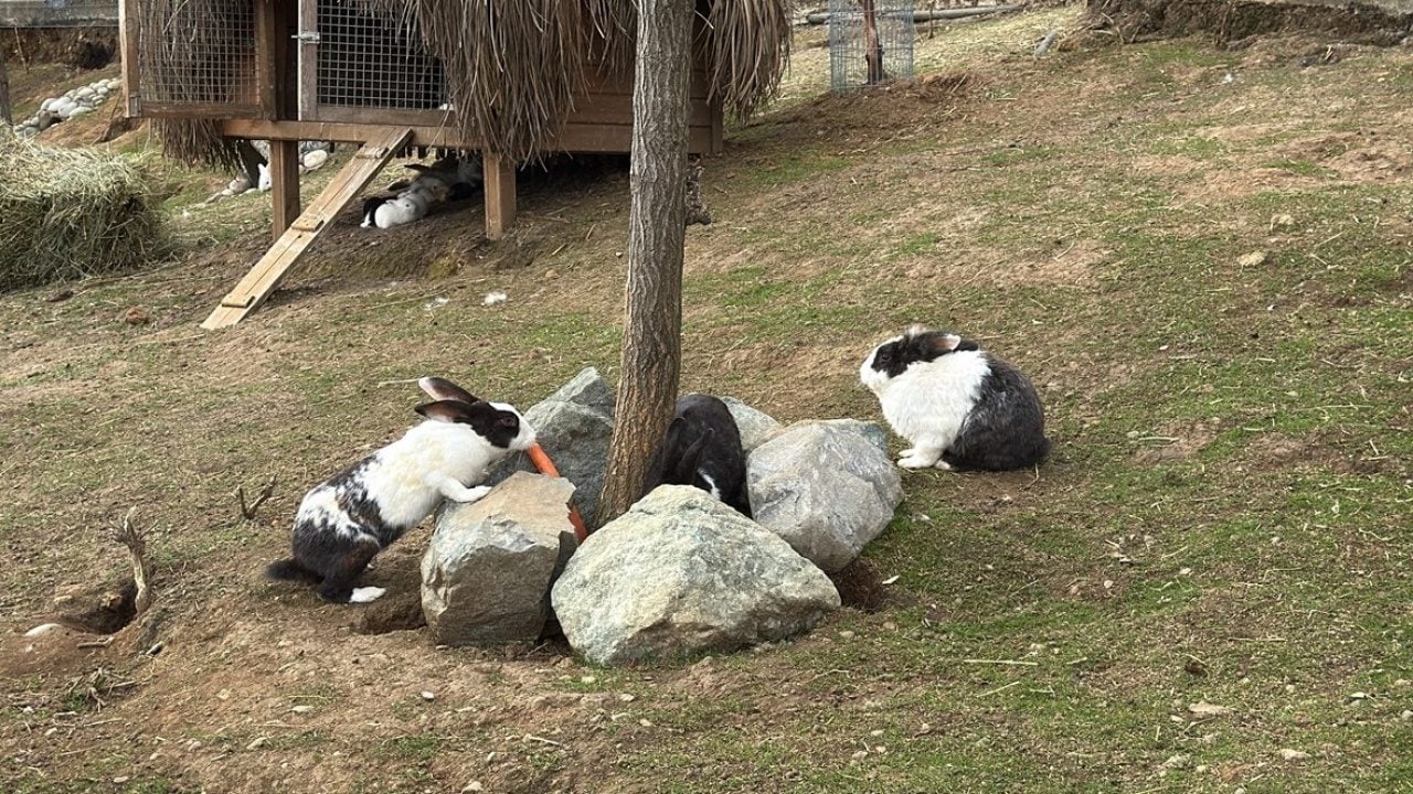 Foto - 750'den fazla canlı bulunuyor! Rize’de Hobi Hayvanat Bahçesi açıldı