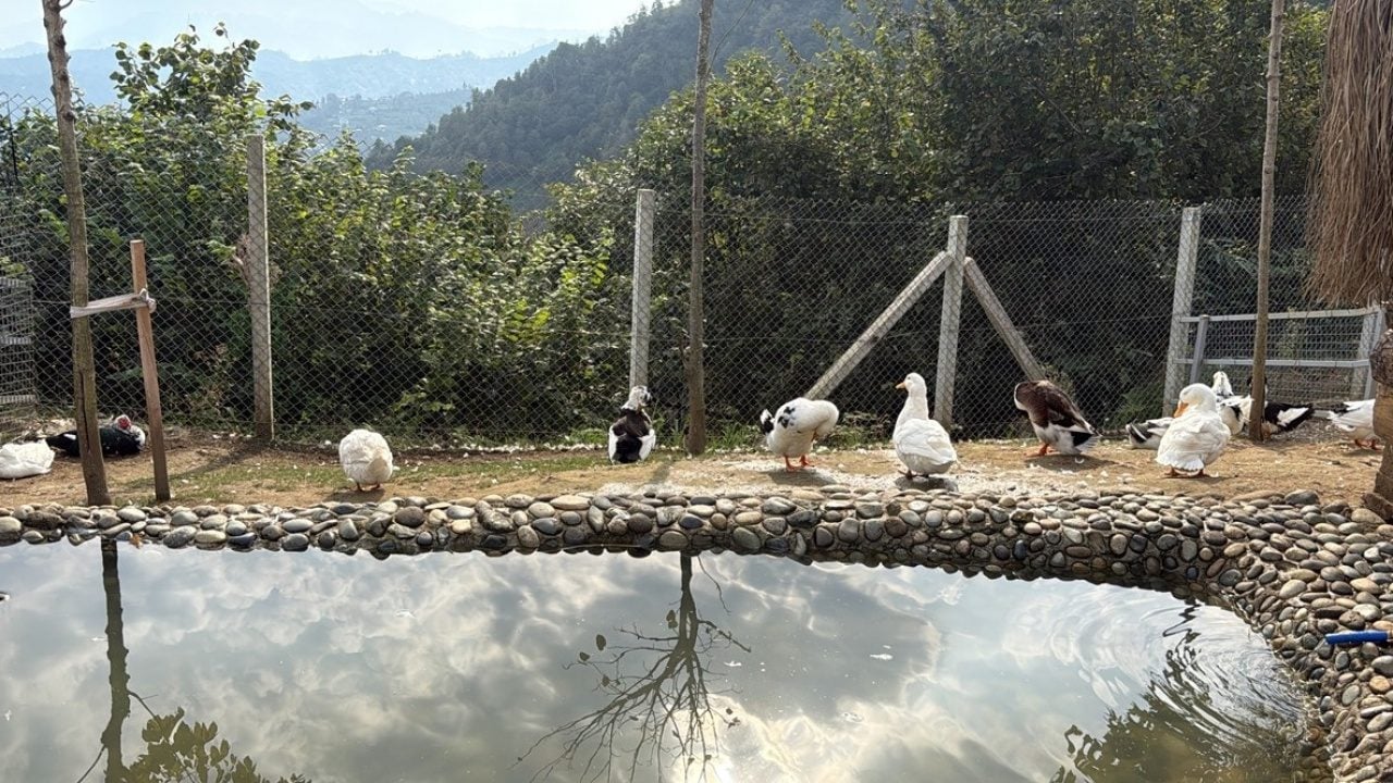 Foto - 750'den fazla canlı bulunuyor! Rize’de Hobi Hayvanat Bahçesi açıldı